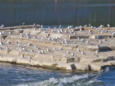 We can lift ourselves out of ignorance, we can find ourselves as creatures of excellence and intelligence and skill. JONATHAN LIVINGSTON SEAGULL