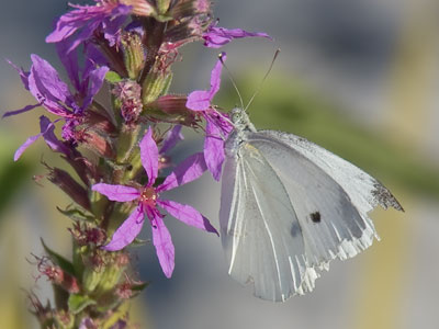 The cabbage white isn`t glamorous, but it`s ubiquitous.