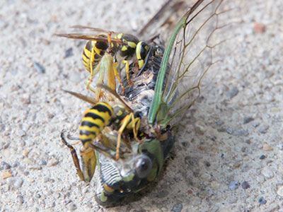 `Honey, I made your favorite.` `CICADA!  Oh, it`s delicious!`