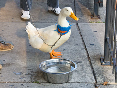 I will never be the most popular resident of the Oregon District as long as Diesel the duck lives here. I will never be the most popular resident of the Oregon District as long as Diesel the duck lives here.