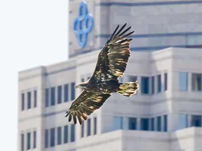 A reminder of why I take pictures every day:  because if I didn`t, I`d miss the bald eagle over downtown Dayton. A reminder of why I take pictures every day:  because if I didn`t, I`d miss the bald eagle over downtown Dayton.