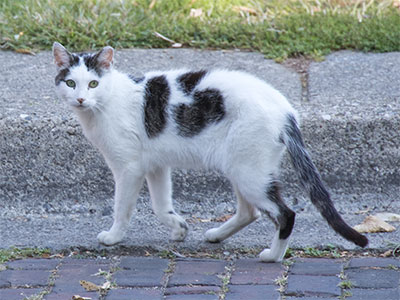 I wonder of this cat has ever met Diesel the duck (see September 5 above). I wonder of this cat has ever met Diesel the duck (see September 5 above).