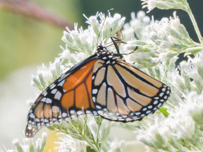 Sorry, no. Sorry, no.