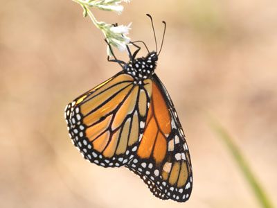 Yes.  I`m done here. Yes.  I`m done here.