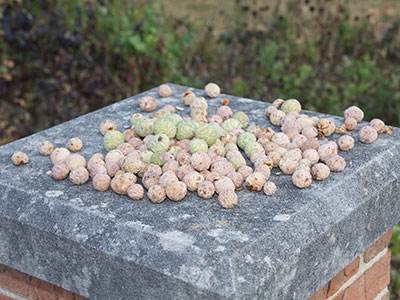 Don`t step on those.  You`ll regret it. Don`t step on those.  You`ll regret it.