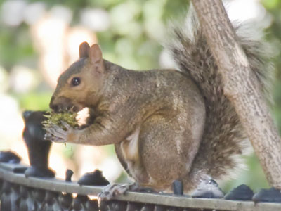 Do you really want to eat that? Do you really want to eat that?