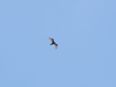 Buzzards circled overhead as summer breathed its last. Buzzards circled overhead as summer breathed its last.