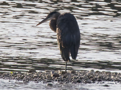 The Ohio flamingo. The Ohio flamingo.
