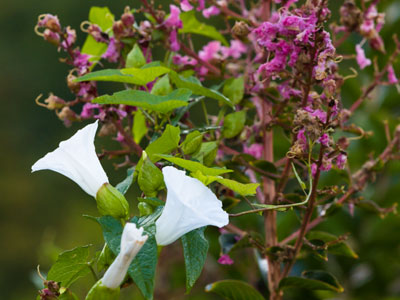 The pink flower is growing, the white flower is strangling. The pink flower is growing, the white flower is strangling.