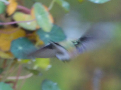 It has not been a good year for hummingbird photos. It has not been a good year for hummingbird photos.