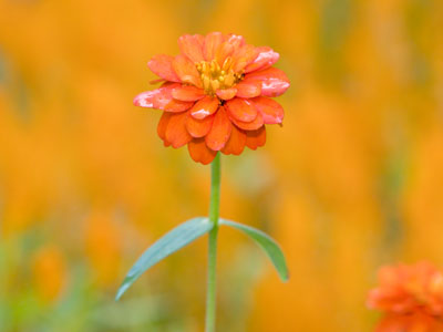 Not my favorite color, but there was plenty of it. Not my favorite color, but there was plenty of it.