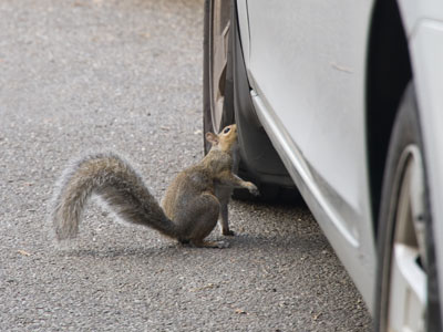 Note to squirrel:  the car is not your friend. Note to squirrel:  the car is not your friend.