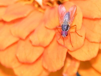 I encountered the person who maintains the flowers in this neighborhood garden, and I thanked him sincerely. I encountered the person who maintains the flowers in this neighborhood garden, and I thanked him sincerely.