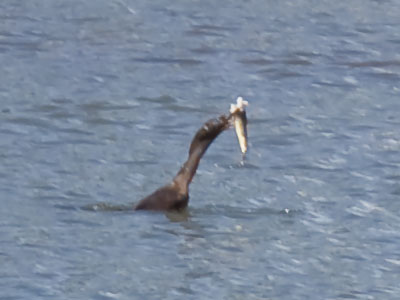 A diligent cormorant dove deep and came up with a fish.