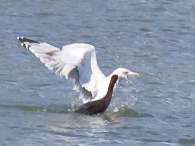 Lazy gulls immediately tried to take the fish away.