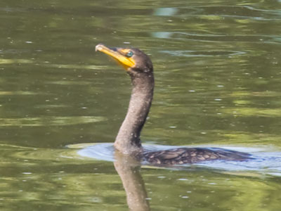 I didn`t realize yesterday that the cormorant has emerald green eyes (see October 1 above).