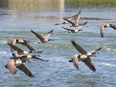 Whoever you are, no matter how lonely, the world offers itself to your imagination, calls to you like the wild geese, harsh and exciting. MARY OLIVER