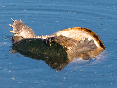 Birds do it.  Bees do it.  Even turtles in the seas do it.