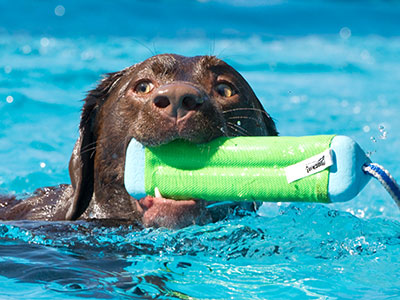 Oh the lengths dogs go to to please humans.