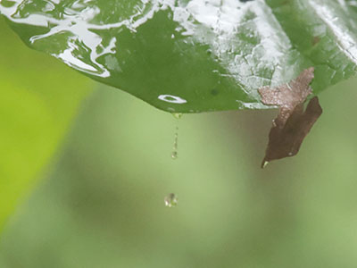 Looks like I won`t walk to work today. Looks like I won`t walk to work today.