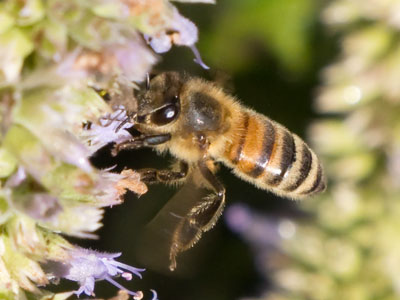 I actively seek out bugs, and deliberately avoid people. I actively seek out bugs, and deliberately avoid people.