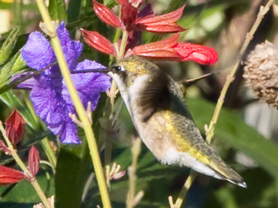 Hummingbirds deliberately avoid me (see September 25, 2025). Hummingbirds deliberately avoid me (see September 25, 2025).