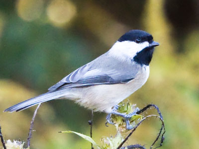 A black-capped chickadee is more relaxed than a hummingbird. A black-capped chickadee is more relaxed than a hummingbird.