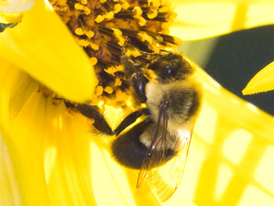 The morning buzz. The morning buzz.