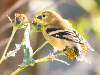 Goldfinches eat a lot of seeds, but they won`t turn down a tasty bug. Goldfinches eat a lot of seeds, but they won`t turn down a tasty bug.