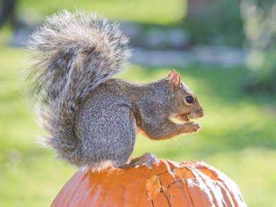 Pumpkin spice season. Pumpkin spice season.