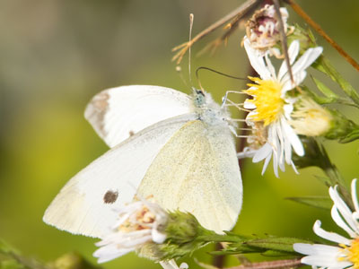 Today I saw graceful ballet dancers in white -- and this. Today I saw graceful ballet dancers in white -- and this.