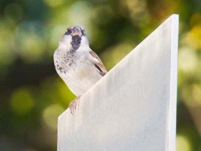 Artists build sculptures, birds don`t care (see August 27, 2024). Artists build sculptures, birds don`t care (see August 27, 2024).