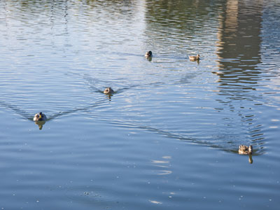 The ducks came expecting food, but were disappointed. The ducks came expecting food, but were disappointed.