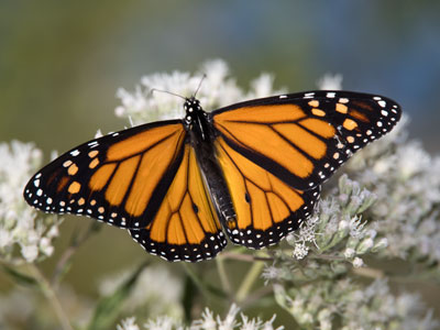 Oh, Mexico!  I never really been but I`d sure like to go.  Oh, Mexico!  I guess I`ll have to go now. JAMES TAYLOR Oh, Mexico!  I never really been but I`d sure like to go.  Oh, Mexico!  I guess I`ll have to go now. JAMES TAYLOR