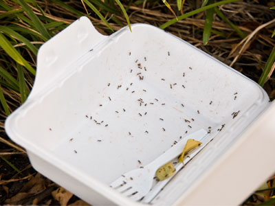 Ant feast! Ant feast!