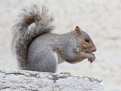 Urban wildlife. Urban wildlife.