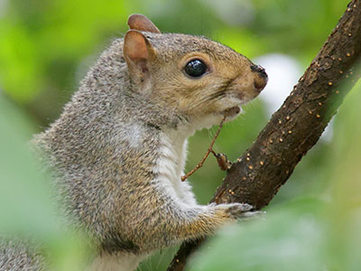 I didn`t climb a tree.  The squirrel was at my level. I didn`t climb a tree.  The squirrel was at my level.