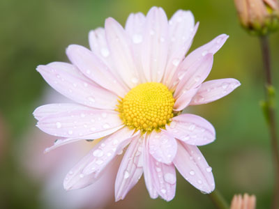 October showers bring November flowers. October showers bring November flowers.
