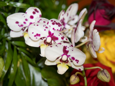 Nice people send flowers, and then I sneeze. Nice people send flowers, and then I sneeze.