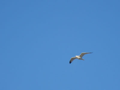 I always aspire to higher gulls. I always aspire to higher gulls.