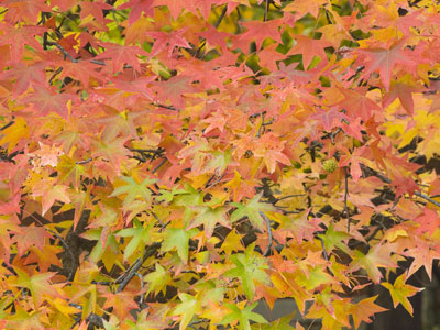 It gets dark early, making it harder to take good photos.