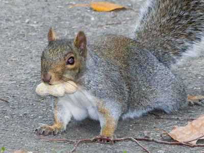 I eat more nuts than I used to (see June 16, 2025).