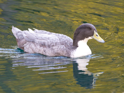 Still wondering about this duck (see November 7, 2023).