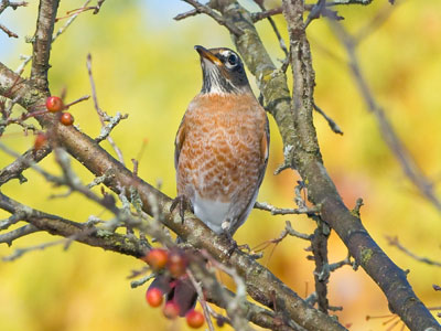 Robins were already swarming around these berries.