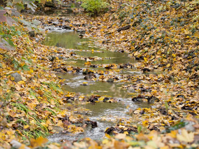 It was a pretty morning at Aullwood Garden.