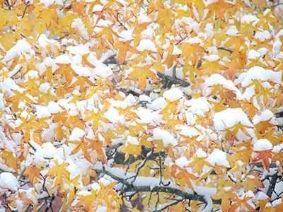 Same tree, same leaves, just colder (see November 2 above).