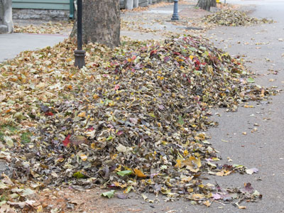 Leaf pickup day was supposed to be Monday, but it snowed (see November 10 above).