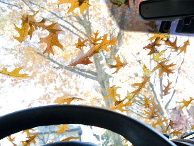 I need to rake my car.