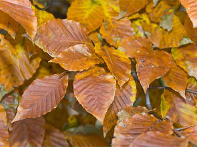 Still pretending I like autumn leaves.