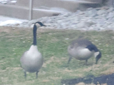 Quite possibly the same goose as April 21, 2025.